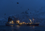 Humpback whales feeding, Tromso, Norway - 04 Nov 2014