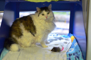 Battersea's fattest cat ever starts Christmas diet, London, Britain - 19 Nov 2014