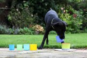 Clever dog can do a host of tricks including skateboarding, Hampshire, Britain - Oct 2014