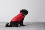 American Eagle Design Christmas Clothing For Dogs, Nov 2014