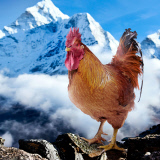 'Nice Pecks' Calendar 2015 featuring cockerels by the Happy Egg Company, Britain  - Dec 2014