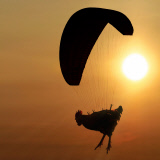 'Nice Pecks' Calendar 2015 featuring cockerels by the Happy Egg Company, Britain  - Dec 2014