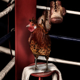 'Nice Pecks' Calendar 2015 featuring cockerels by the Happy Egg Company, Britain  - Dec 2014