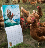 'Nice Pecks' Calendar 2015 featuring cockerels by the Happy Egg Company, Britain  - Dec 2014