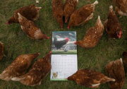 'Nice Pecks' Calendar 2015 featuring cockerels by the Happy Egg Company, Britain  - Dec 2014