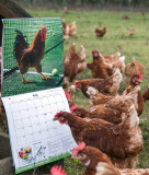 'Nice Pecks' Calendar 2015 featuring cockerels by the Happy Egg Company, Britain  - Dec 2014
