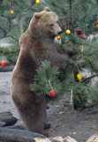 Nikolaus bei den Bären im Tierpark Hagenbeck 