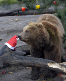 Nikolaus bei den Bären im Tierpark Hagenbeck 