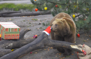 Nikolaus bei den Bären im Tierpark Hagenbeck 