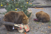 Nikolaus bei den Bären im Tierpark Hagenbeck 