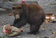 Nikolaus bei den Bären im Tierpark Hagenbeck 