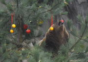 Nikolaus bei den Bären im Tierpark Hagenbeck 