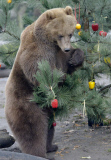 Nikolaus bei den Bären im Tierpark Hagenbeck 