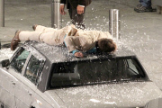 *EXCLUSIVE* Ryan Gosling gets banged up on the set of "The Nice Guys"
