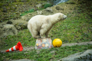 Eisbärige Geburtstagsparty in Hellabrunn - Nela und Nobby werden ein Jahr alt