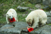 Eisbärige Geburtstagsparty in Hellabrunn - Nela und Nobby werden ein Jahr alt