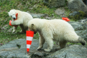 Eisbärige Geburtstagsparty in Hellabrunn - Nela und Nobby werden ein Jahr alt