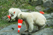 Eisbärige Geburtstagsparty in Hellabrunn - Nela und Nobby werden ein Jahr alt