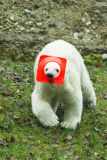 Eisbärige Geburtstagsparty in Hellabrunn - Nela und Nobby werden ein Jahr alt