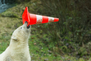 Eisbärige Geburtstagsparty in Hellabrunn - Nela und Nobby werden ein Jahr alt