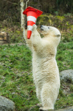 Eisbärige Geburtstagsparty in Hellabrunn - Nela und Nobby werden ein Jahr alt