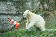 Eisbärige Geburtstagsparty in Hellabrunn - Nela und Nobby werden ein Jahr alt