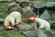Eisbärige Geburtstagsparty in Hellabrunn - Nela und Nobby werden ein Jahr alt