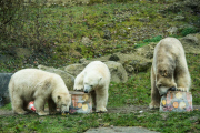 Eisbärige Geburtstagsparty in Hellabrunn - Nela und Nobby werden ein Jahr alt