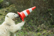 Eisbärige Geburtstagsparty in Hellabrunn - Nela und Nobby werden ein Jahr alt