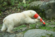 Eisbärige Geburtstagsparty in Hellabrunn - Nela und Nobby werden ein Jahr alt