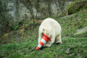 Eisbärige Geburtstagsparty in Hellabrunn - Nela und Nobby werden ein Jahr alt