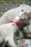 Eisbärige Geburtstagsparty in Hellabrunn - Nela und Nobby werden ein Jahr alt