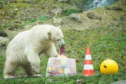 Eisbärige Geburtstagsparty in Hellabrunn - Nela und Nobby werden ein Jahr alt