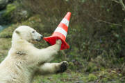 Eisbärige Geburtstagsparty in Hellabrunn - Nela und Nobby werden ein Jahr alt