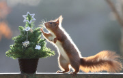 Squirrel helps himself to nut present on mini Christmas Tree at the Escot Estate, Ottery St Mary, Devon, Britain - 10 Dec 2014