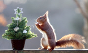 Squirrel helps himself to nut present on mini Christmas Tree at the Escot Estate, Ottery St Mary, Devon, Britain - 10 Dec 2014