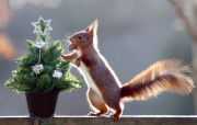 Squirrel helps himself to nut present on mini Christmas Tree at the Escot Estate, Ottery St Mary, Devon, Britain - 10 Dec 2014