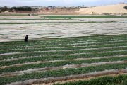 Winter strawberries harvested in Beit Lahia, Northern Gaza - 10 Dec 2013