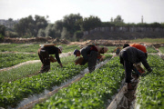Winter strawberries harvested in Beit Lahia, Northern Gaza - 10 Dec 2013