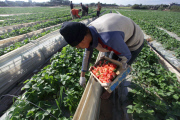 Winter strawberries harvested in Beit Lahia, Northern Gaza - 10 Dec 2013