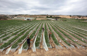Winter strawberries harvested in Beit Lahia, Northern Gaza - 10 Dec 2013