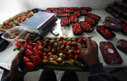Winter strawberries harvested in Beit Lahia, Northern Gaza - 10 Dec 2013