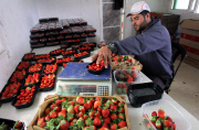Winter strawberries harvested in Beit Lahia, Northern Gaza - 10 Dec 2013
