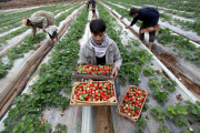 Winter strawberries harvested in Beit Lahia, Northern Gaza - 10 Dec 2013