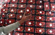 Winter strawberries harvested in Beit Lahia, Northern Gaza - 10 Dec 2013