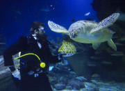 Turtles enjoy Christmas sprouts at the Sea Life London Aquarium, Britain - 15 Dec 2014