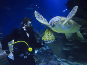 Turtles enjoy Christmas sprouts at the Sea Life London Aquarium, Britain - 15 Dec 2014