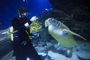 Turtles enjoy Christmas sprouts at the Sea Life London Aquarium, Britain - 15 Dec 2014