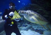 Turtles enjoy Christmas sprouts at the Sea Life London Aquarium, Britain - 15 Dec 2014