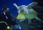 Turtles enjoy Christmas sprouts at the Sea Life London Aquarium, Britain - 15 Dec 2014